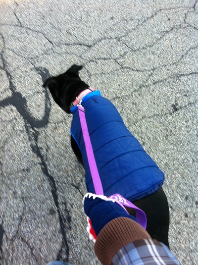 Funny story about this picture. I usually read on my phone while I walk Lola. I took this picture and started reading. The next time I looked at her, her vest was gone. Sad!