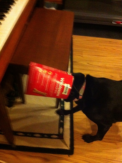 Lola was trying to get every last morsel out of the dog bone box...