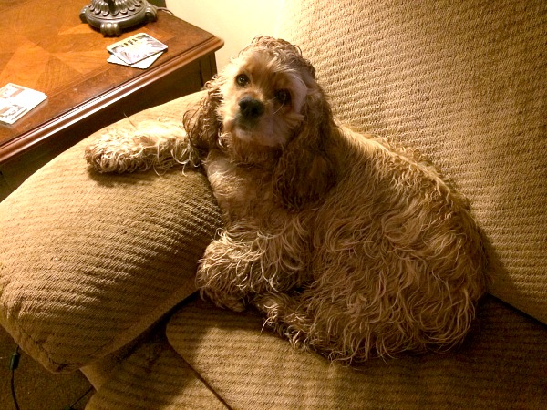 I caught Brandy sitting on the couch with her paw on the armrest after a walk in the rain.