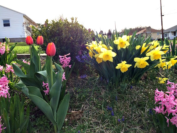 Some beautiful tulips, daffodils, and hyacinths!