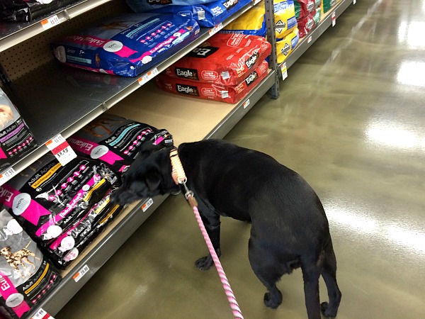 Lola loves going to the pet store!