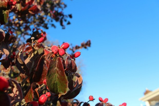 22117190139_d52b34af0c_k