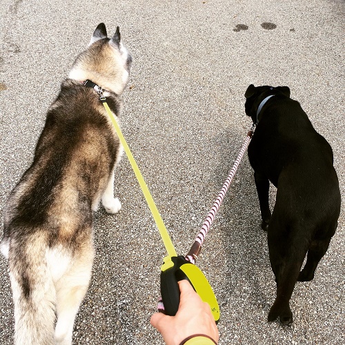 20526377518_c6b2ea6dcc_k