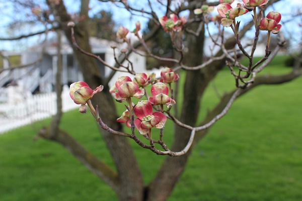 17220224742_4621e03192_k