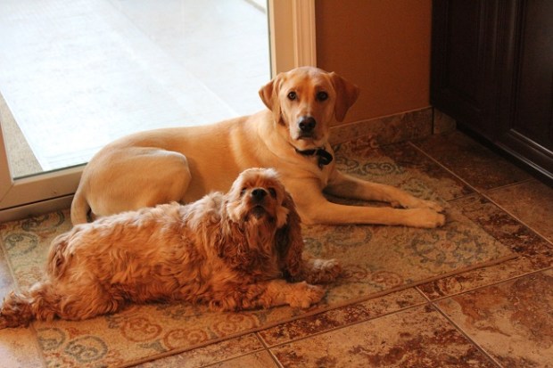 23749396502_6f9ba25624_k