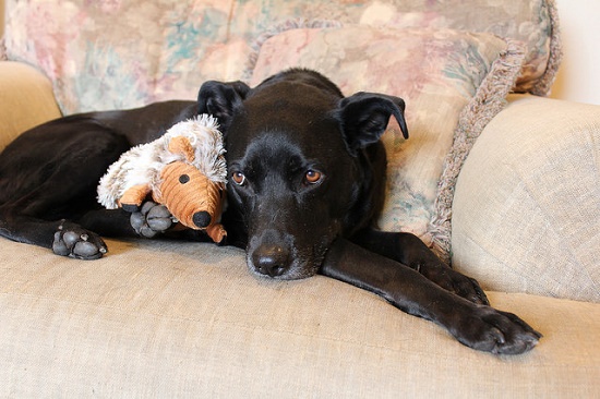 22552328214_736f60d462_z