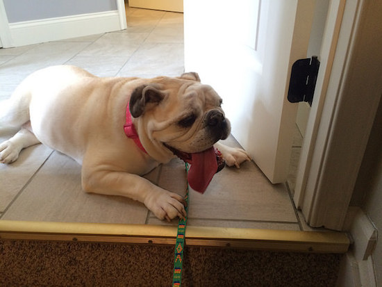 25484696034_203047e65e_z