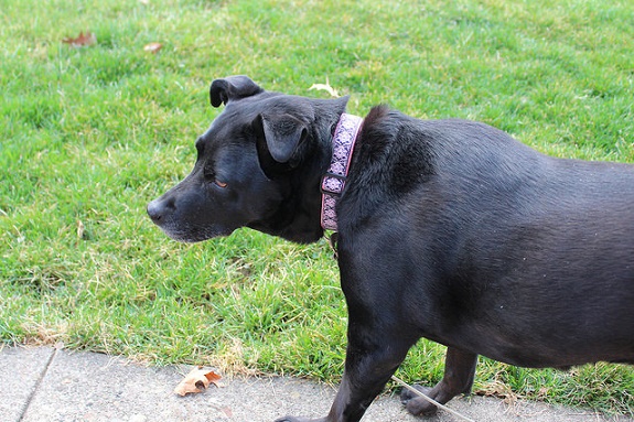 25633952151_28e8bf9cac_z