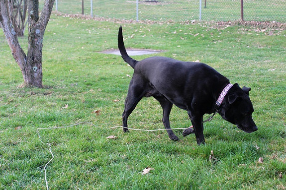 25702959486_6d1c409f56_z