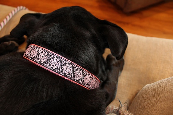 25725546516_f41a849156_z