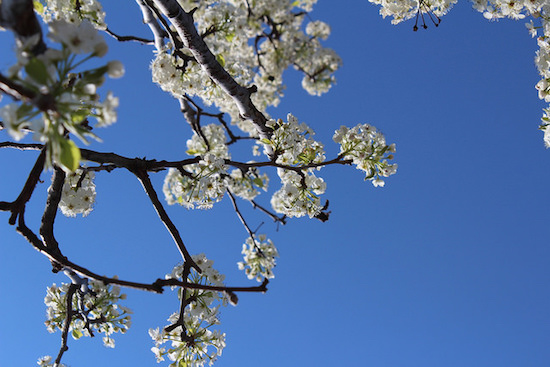 26151656551_110f993f05_z