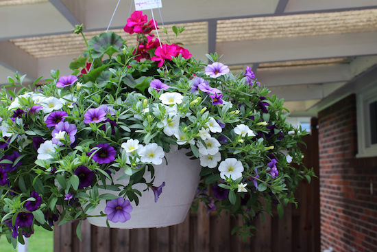 Hanging basket