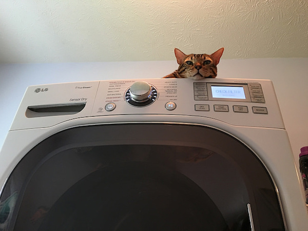 Cat on dryer