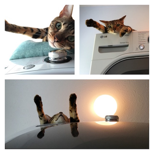Cat on the dryer