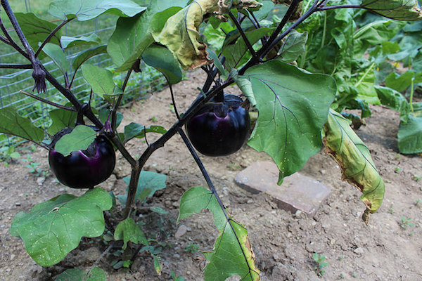 Eggplant