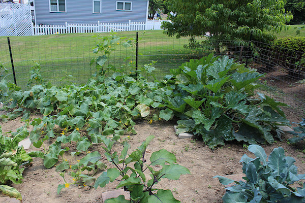 Out of control garden