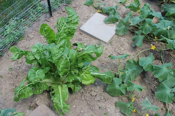 Swiss Chard