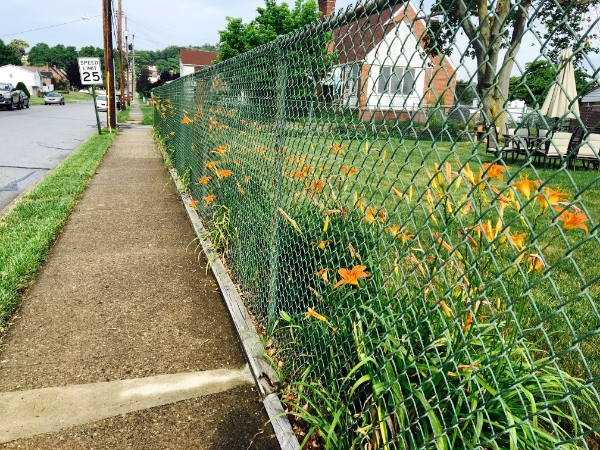 Tiger Lily Fence