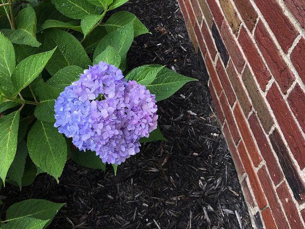 hydrangea