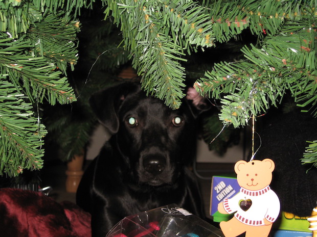 lola-first-christmas