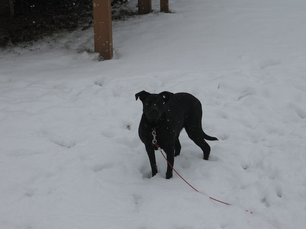lola-in-snow