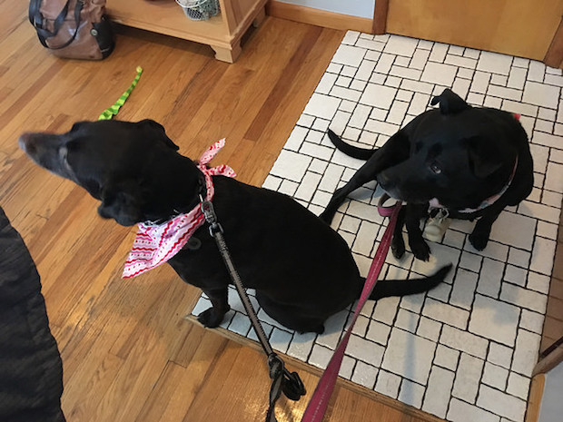 Haley and Lola before a walk!