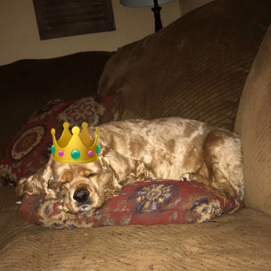 Cocker spaniel with crown sleeping