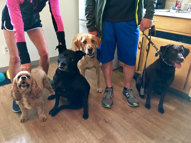 Cocker Spaniel, Black Lab Pit Bull Mix, Yellow Lab, and Chocolate Lab