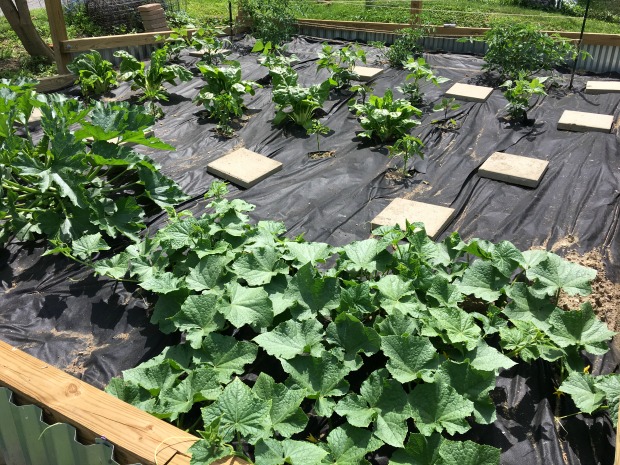 Vegetable garden