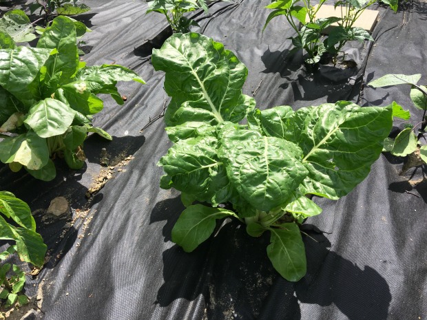 swiss chard plant in garden