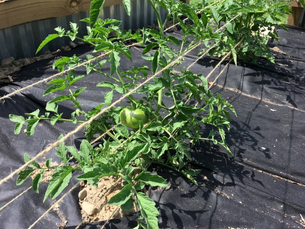 tomato plants in garden