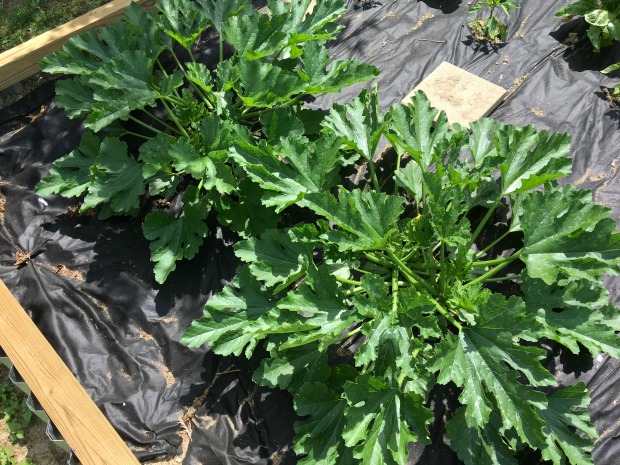 Zucchini plants in garden