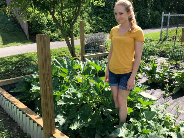 Garden with zucchini