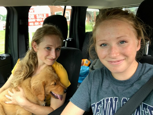 Golden Retriever Puppy