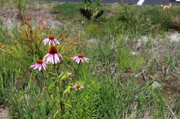 Pink coneflowers