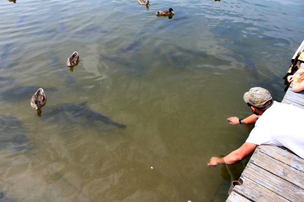 Carp at Kinzua Wolf Run Marina