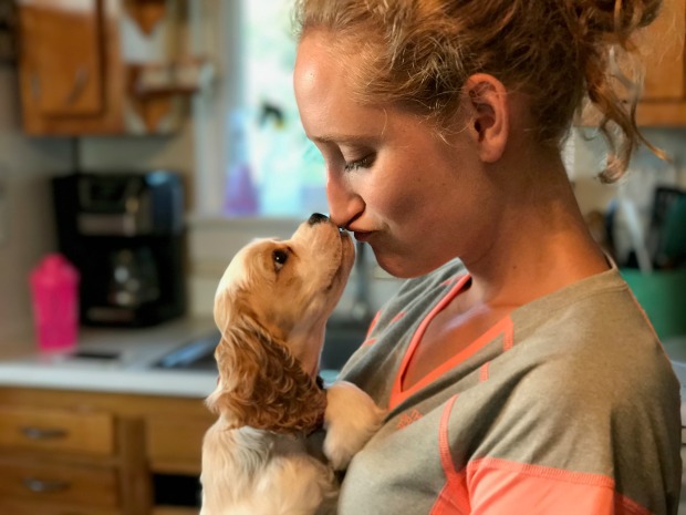 Brown and white cocker spaniel kissing girl