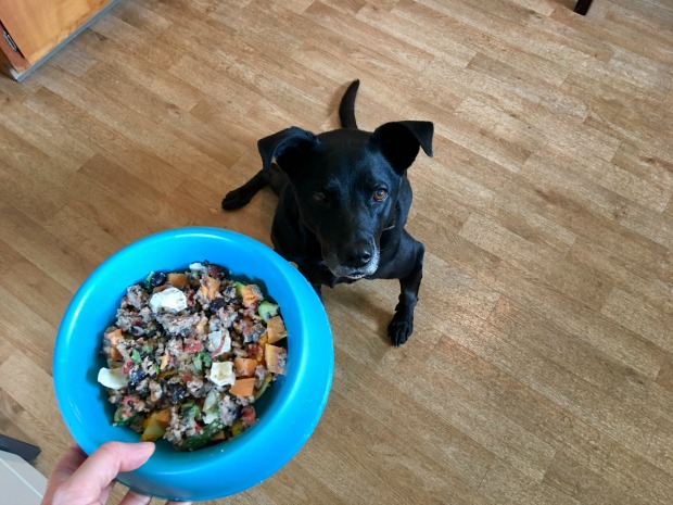 Black lab pitbull mix with homemade dog food