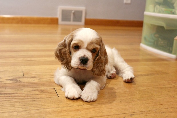 Brown and white cocker spaniel puppy