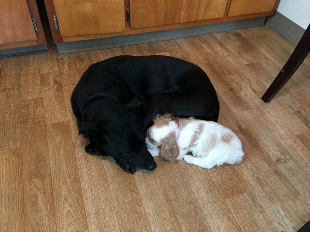 Black lab and cocker spaniel puppy cuddling 