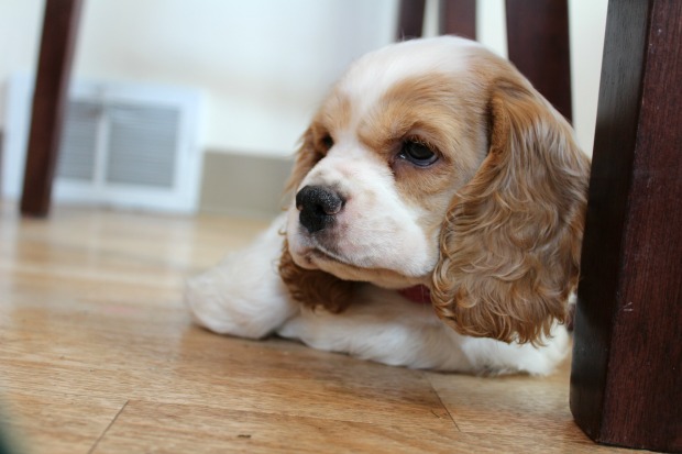 brown and white cocker spaniel puppy