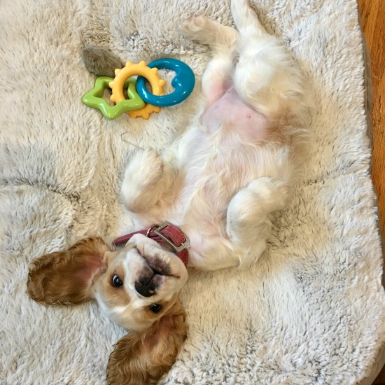 Brown and White Cocker Spaniel Puppy