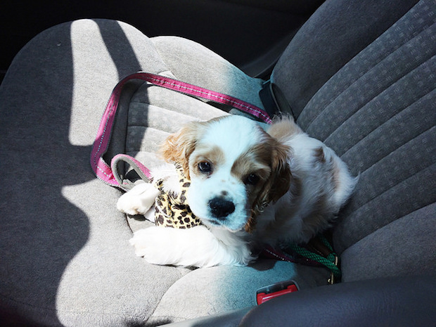 Brown and white cocker spaniel puppy in car