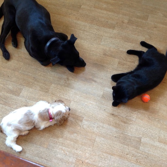 Dogs and cats sitting together