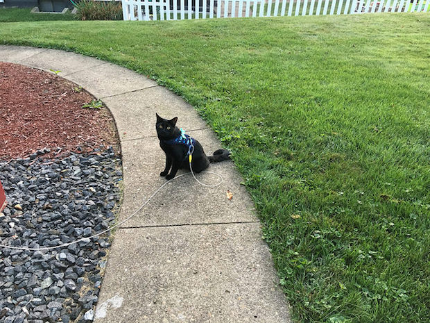 Black cat with harness and leash outside