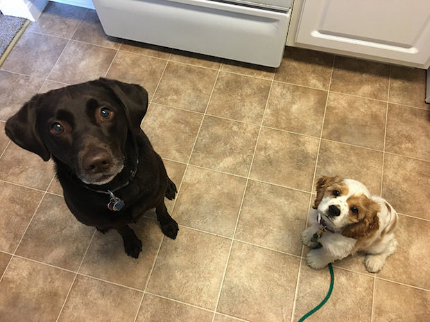 Chocolate lab and cocker spaniel puppy