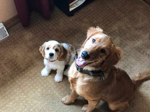 Cocker spaniel puppy and golden retriever puppy