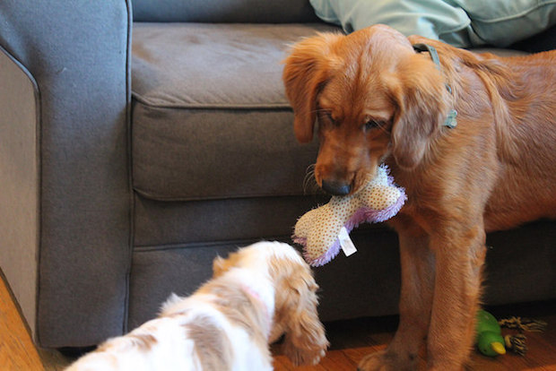 Cocker spaniel puppy and golden retriever puppy playing together