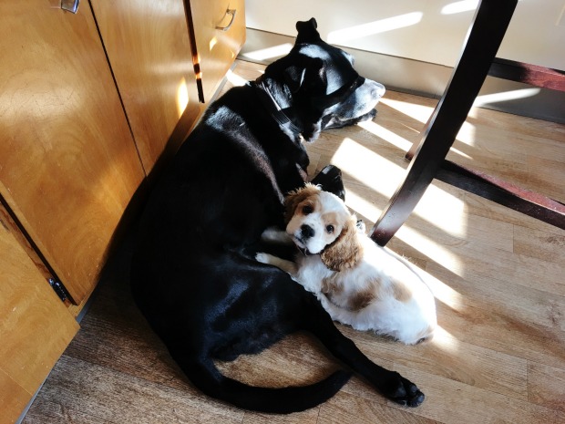Black lab and cocker spaniel cuddling
