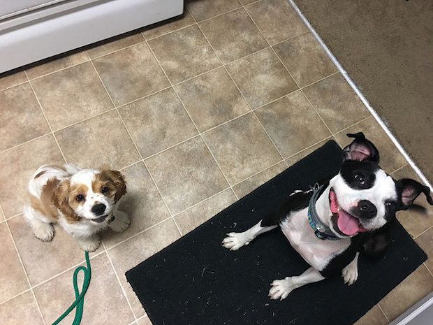 cocker spaniel puppy and Boston terrier mix